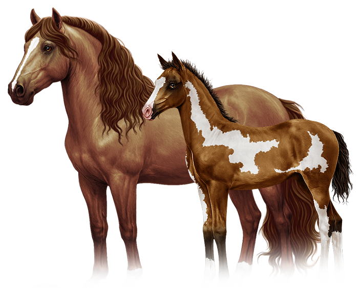 Featured Equuinity horses